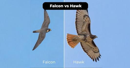 Falcon vs Hawk: Which Field Marks Matter First?