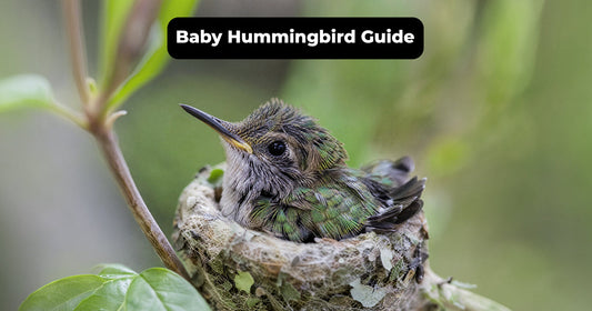 Baby Hummingbird Growth, Nest Life and Safe Observation