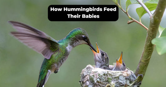 How Do Hummingbirds Feed Their Babies from Hatching to Fledging?