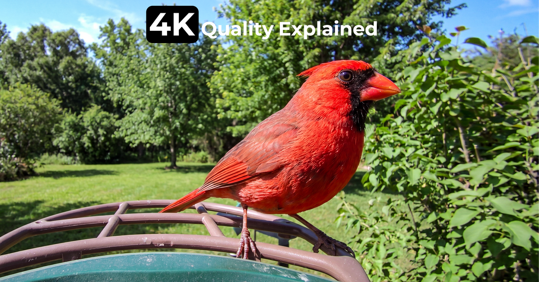 4K Quality Explained: What Makes an Image Look Better?