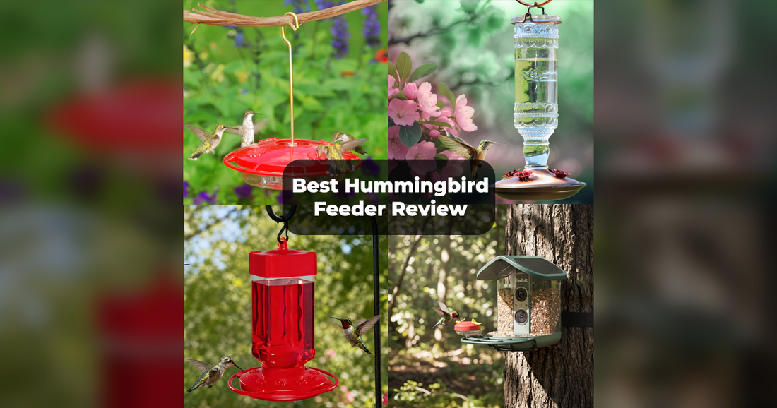 Best Hummingbird Feeder: Review of Four Types of Feeders