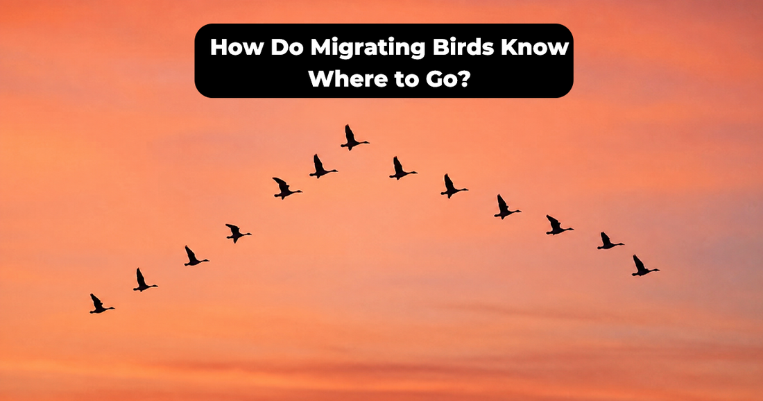 How Do Migrating Birds Know Where to Go?
