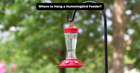 Where to Hang a Hummingbird Feeder: 5 Placement Rules