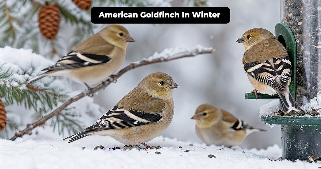 American Goldfinch Winter Plumage and Backyard Identification