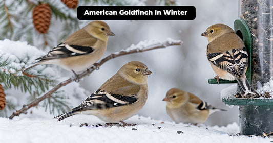 American Goldfinch Winter Plumage and Backyard Identification