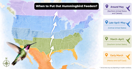 When to Put Out Hummingbird Feeders: A Spring Timing Guide by Region