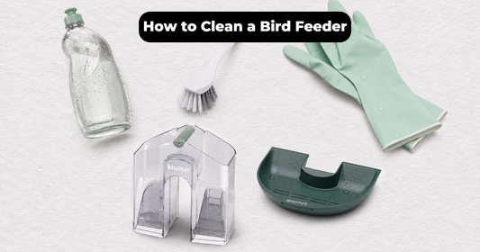 How to Clean a Bird Feeder and Keep Birds Safer?