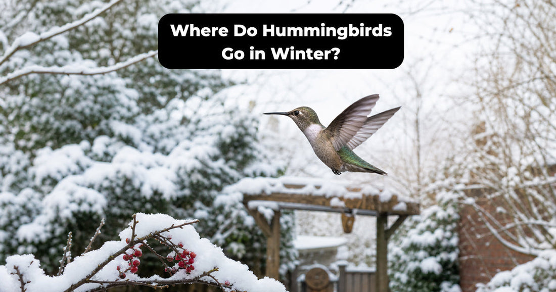 Where Hummingbirds Spend Winter by Species and Region