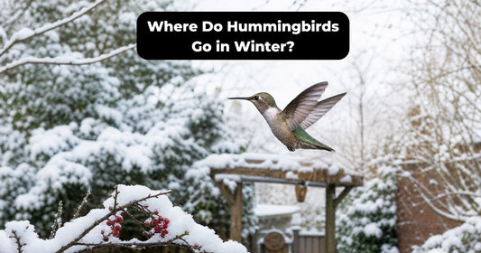 Where Hummingbirds Spend Winter by Species and Region