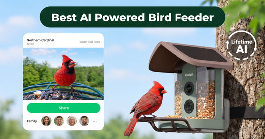 From Detection to Sharing: How an AI-Powered Bird Feeder Works