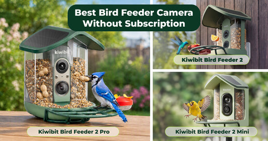 Which Kiwibit Bird Feeder Camera Without Subscription Fits You Best?