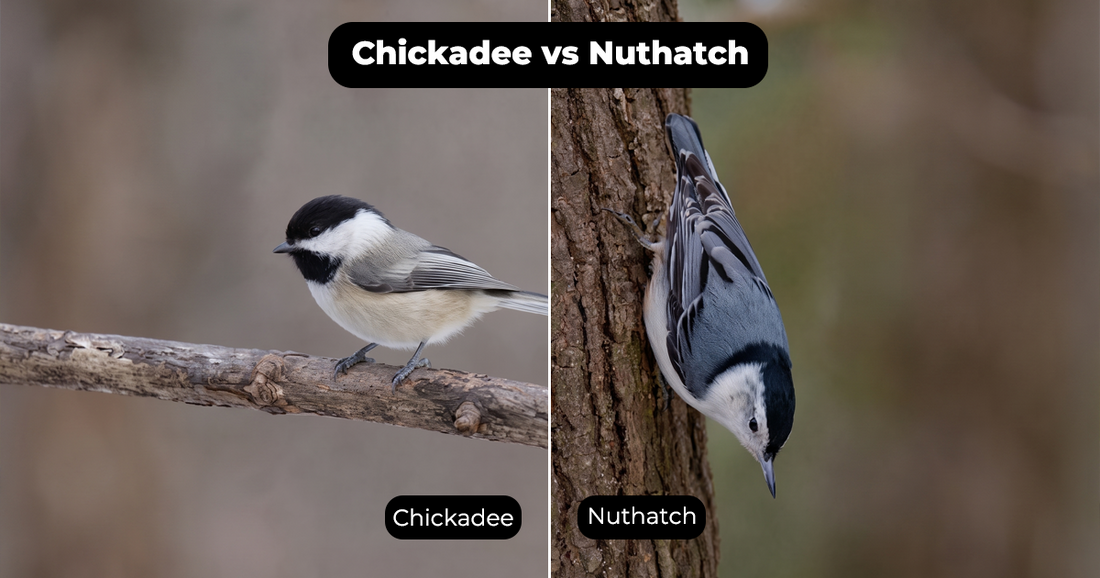 Chickadee or Nuthatch? Watch How the Bird Moves