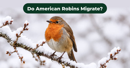 Do Robins Migrate? Understand American Robin Migration