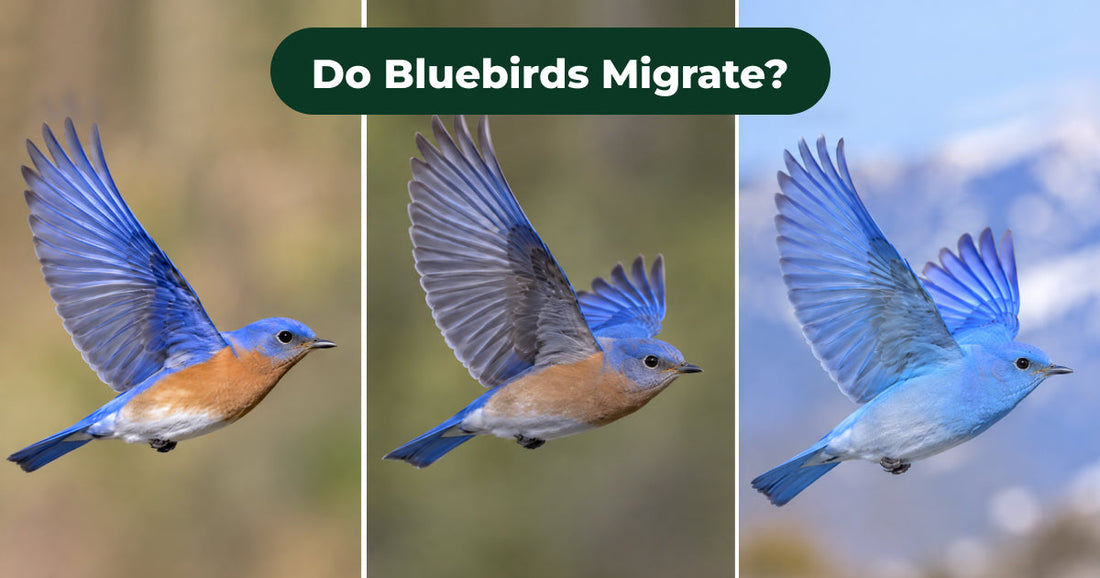 3 Bluebird Species & 3 Winter Migration Patterns