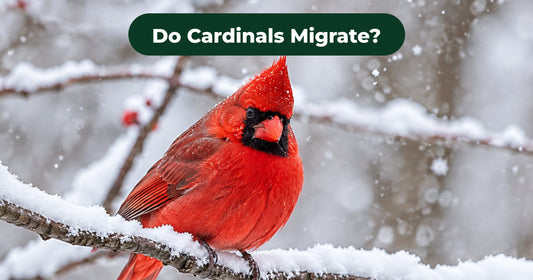 Do Cardinals Migrate? Northern Cardinal Winter Habits