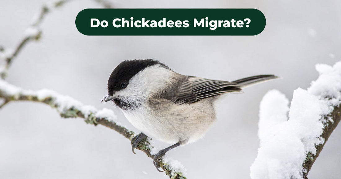 Most Chickadees Stay, but Some Young Birds Irrupt