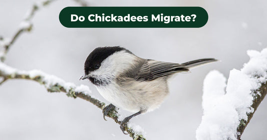 Most Chickadees Stay, but Some Young Birds Irrupt