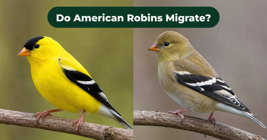 Why Goldfinches Can Seem to Disappear Before Winter