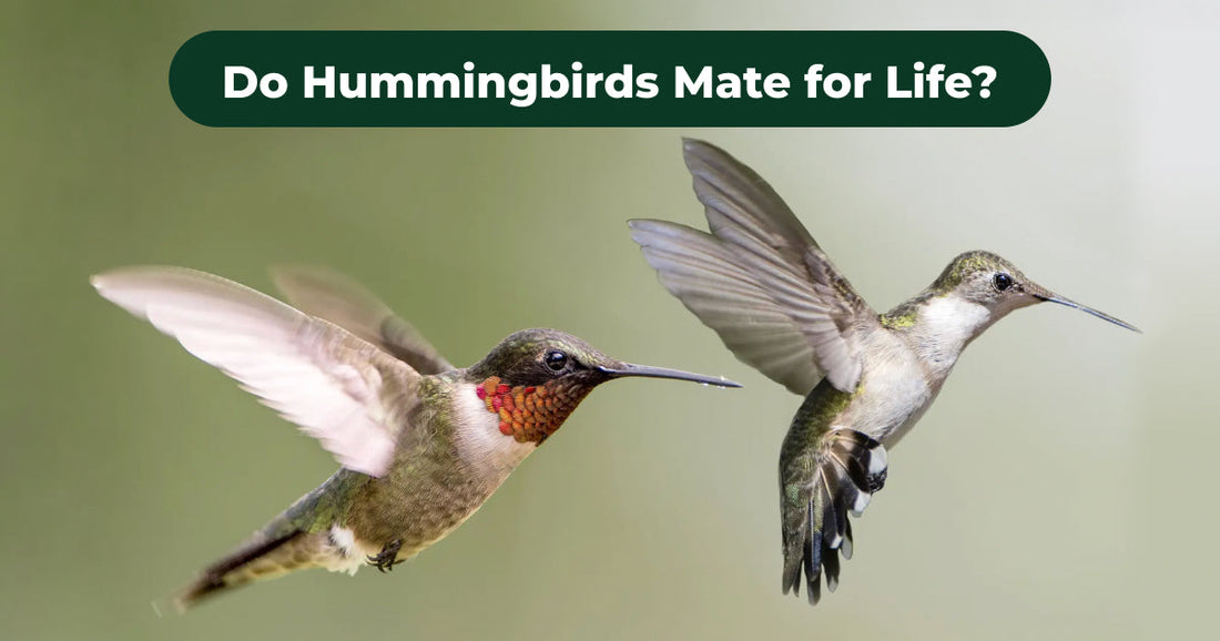 How Do Hummingbird Courtship and Pair Bonds Actually Work?