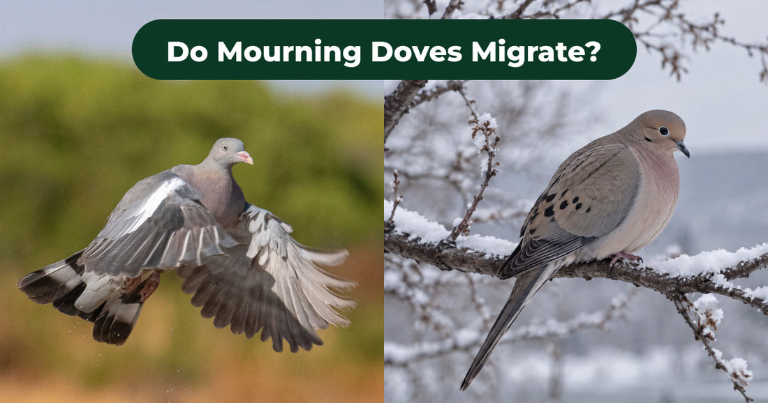Do Mourning Doves Migrate? Where They Go in Winter