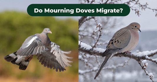 Do Mourning Doves Migrate? Where They Go in Winter