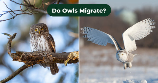 Do Owls Migrate? Which Owls Leave and Which Stay