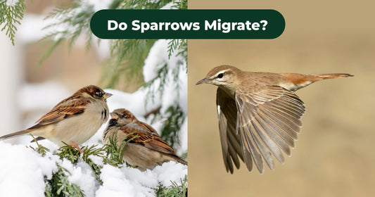 Which Sparrows Migrate and Which Stay Through Winter?