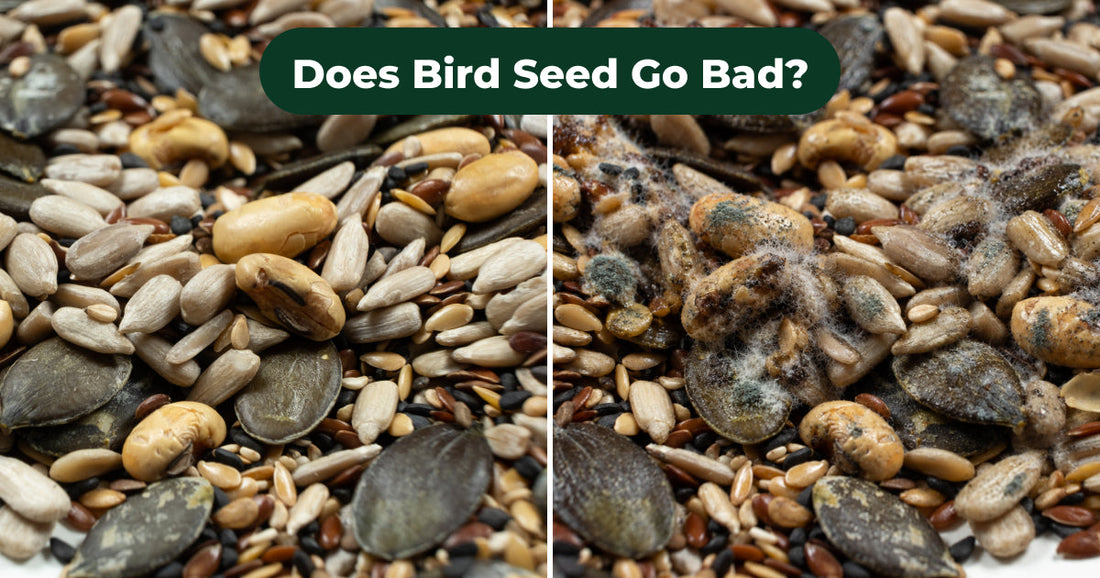 How to Tell When Bird Seed Is No Longer Safe to Use