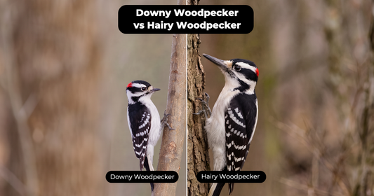 Downy vs Hairy Woodpecker: Is the Bill the Fastest Clue?