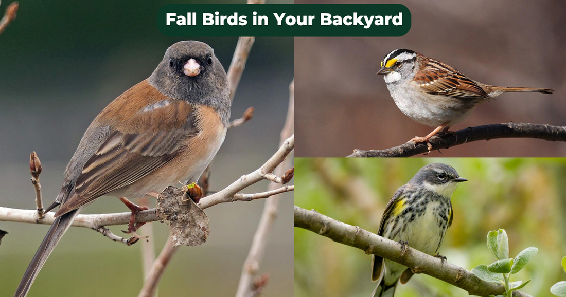 10 Fall Birds to Look for in Your Backyard This Autumn