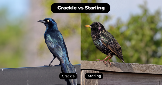 Grackle vs Starling: Shape Matters More Than Color