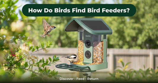 How Do Birds Find Bird Feeders? From Discovery to Repeat Visits