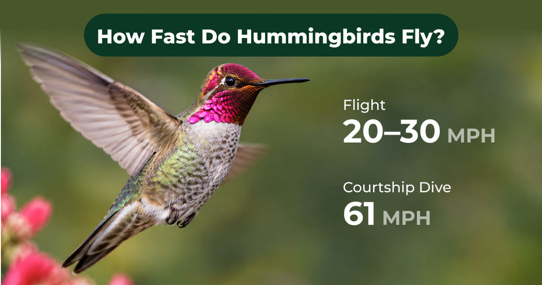 How Fast Do Hummingbirds Fly? From Hovering to High-Speed Dives