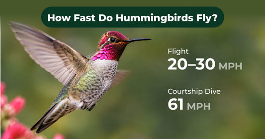 How Fast Do Hummingbirds Fly? From Hovering to High-Speed Dives