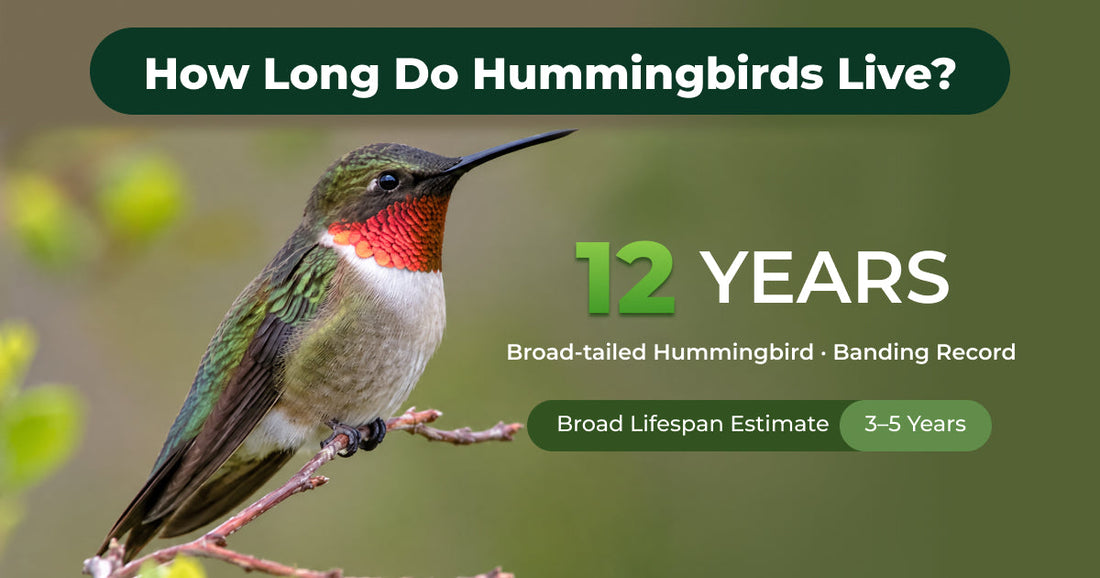 How Old Can a Hummingbird Get?