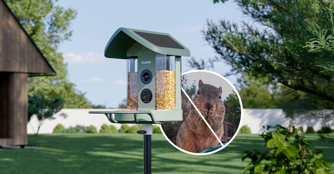 How to Stop Squirrels From Stealing Bird Seed: 3 Proven Approaches + A Placement Checklist