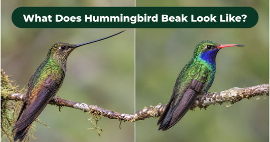 How Does a Hummingbird Beak Work?