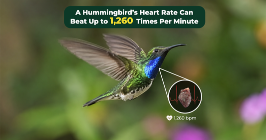 Hummingbird Heart Rate Explained: Flight, Rest, and Torpor
