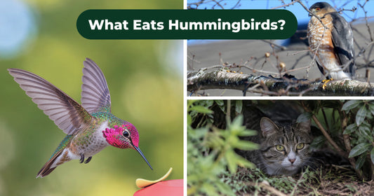 The Predators Hummingbirds Face at Feeders, Nests, and in Flight