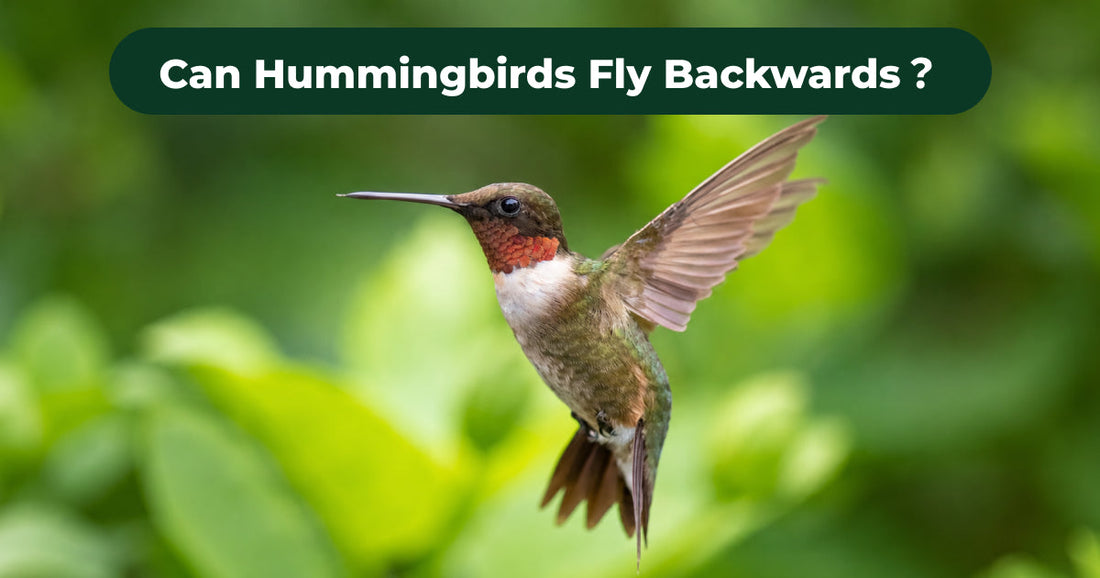 What Makes Hummingbird Backward Flight So Unusual?