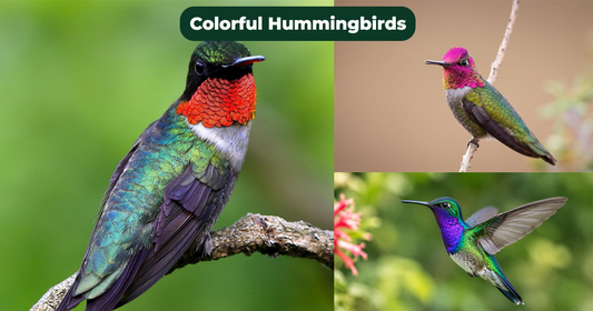 The Secret of Hummingbird Colors