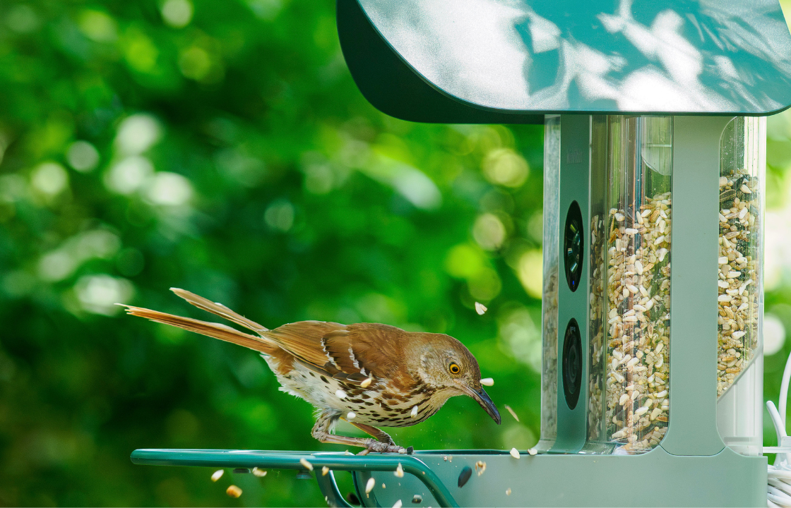 How to Help an Underdog or Unwell Bird Eat Safely at Your Feeders ...