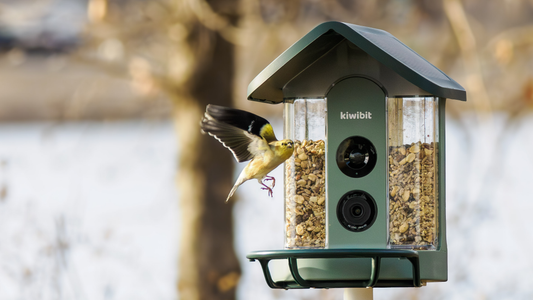Best Bird Feeder Guide: Smart Camera, Solar & Squirrel-Resistant Options