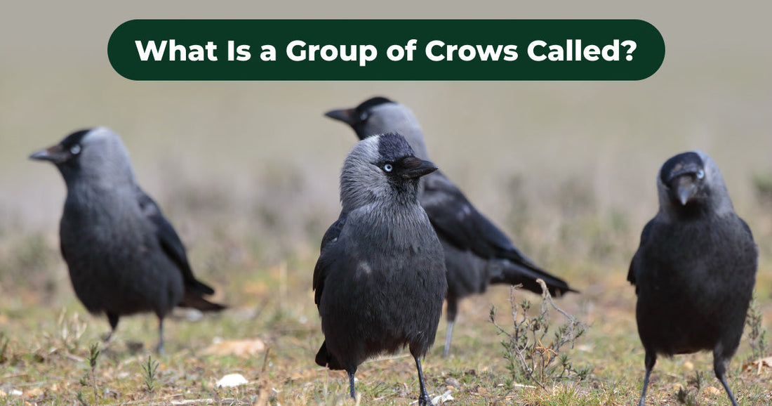 Beyond a “Murder”: Why Crows Gather and What Their Groups Reveal