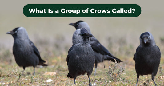 Beyond a “Murder”: Why Crows Gather and What Their Groups Reveal