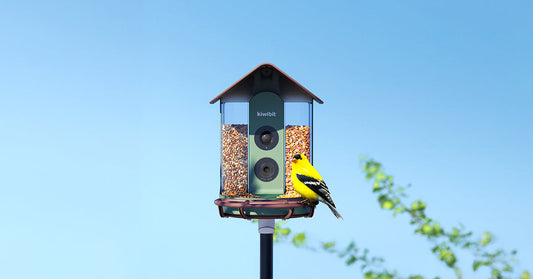 What is an AI-Powered Smart Bird Feeder?