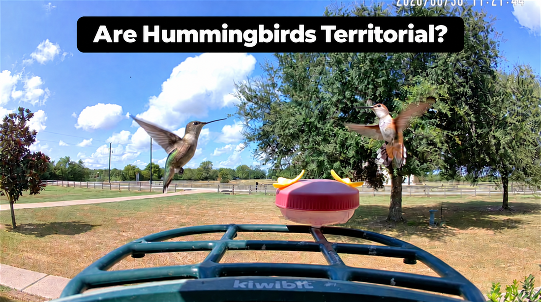 Are Hummingbirds Territorial? What Chasing and Feeder Fights Mean
