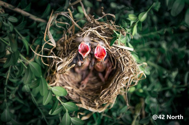 Baby birds in a nest with open beaks waiting for a parent bird to return