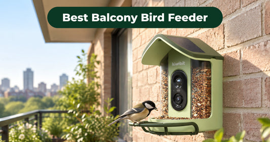 Balcony Bird Feeder: How to Choose and Install One
