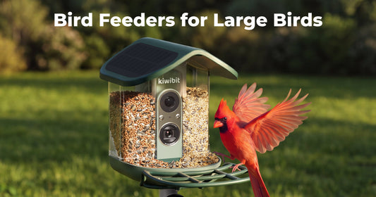 Best Bird Feeder for Large Birds: A Guide to Types, Sizes, and Installation